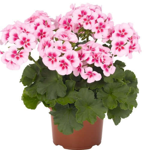 Pelargonium 'Sarita® White Splash' - Pelargoon 'Sarita® White Splash' P9/0,55L